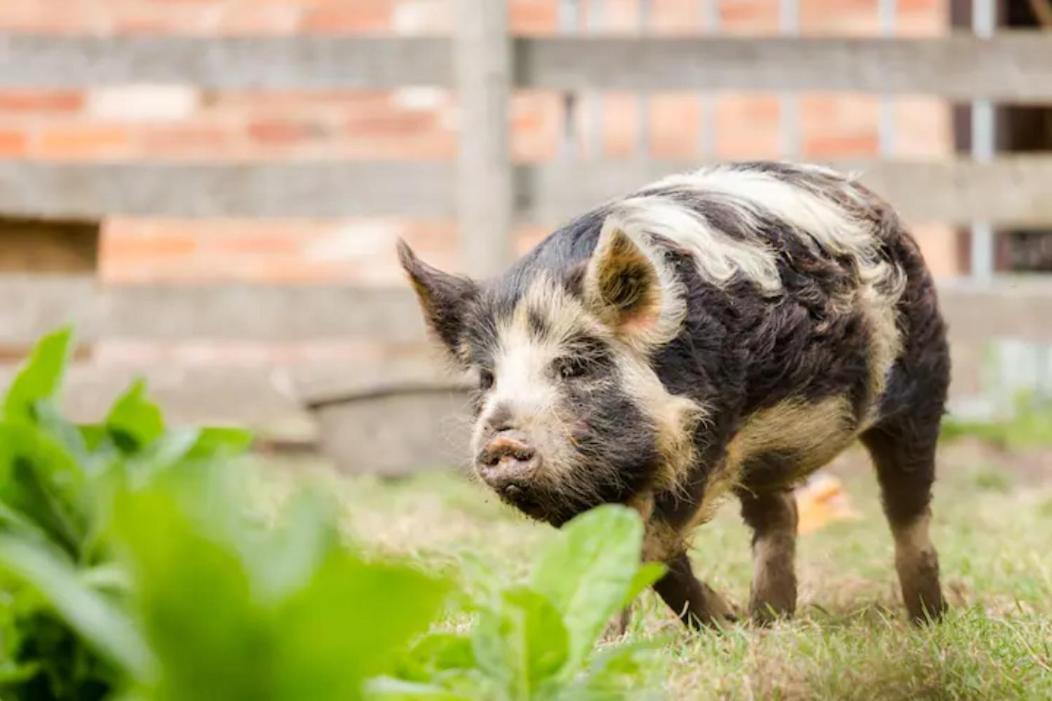 Piglet Lodge Pebworth Dış mekan fotoğraf